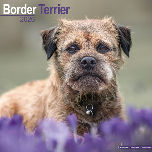 Book cover of: Border Terrier Calendar 2026  Square Dog Breed Wall Calendar - 16 Month