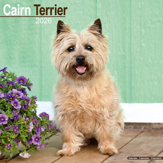 Book cover of: Cairn Terrier Calendar 2026  Square Dog Breed Wall Calendar - 16 Month