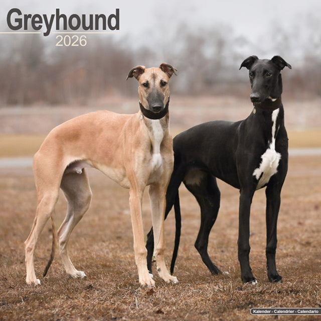 Greyhound Calendar 2026 Square Dog Breed Wall Calendar - 16 Month 9781804606520 