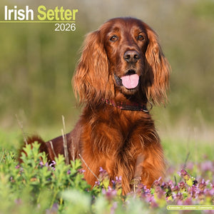 Irish Setter Calendar 2026 Square Dog Breed Wall Calendar - 16 Month