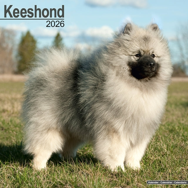 Book cover of: Keeshond Calendar 2026  Square Dog Breed Wall Calendar - 16 Month