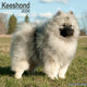Book cover of: Keeshond Calendar 2026  Square Dog Breed Wall Calendar - 16 Month