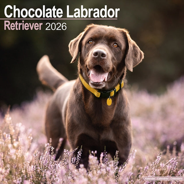 Book cover of: Chocolate Labrador Retriever Calendar 2026  Square Dog Breed Wall Calendar - 16 Month