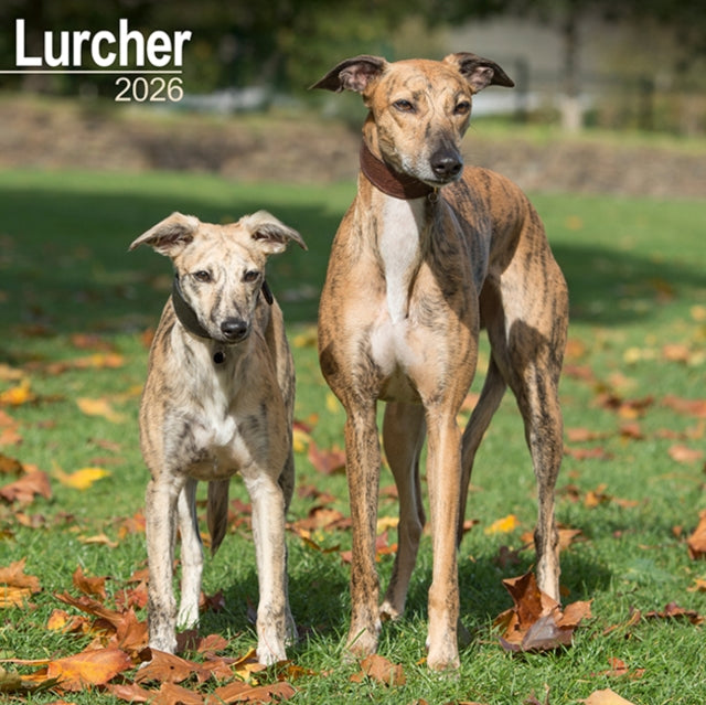 Book cover of: Lurcher Calendar 2026  Square Dog Breed Wall Calendar - 16 Month