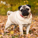 Book cover of: Pug Calendar 2026  Square Dog Breed Wall Calendar - 16 Month