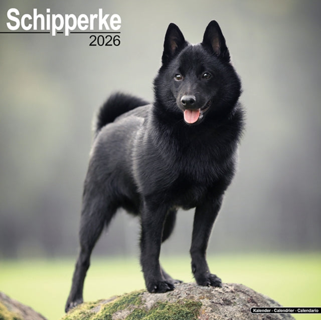 Book cover of: Schipperke Calendar 2026  Square Dog Breed Wall Calendar - 16 Month