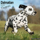 Book cover of: Dalmatian Puppies Calendar 2026  Square Dog Puppy Breed Wall Calendar - 16 Month