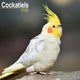 Book cover of: Cockatiels Calendar 2026  Square Bird Wall Calendar - 16 Month
