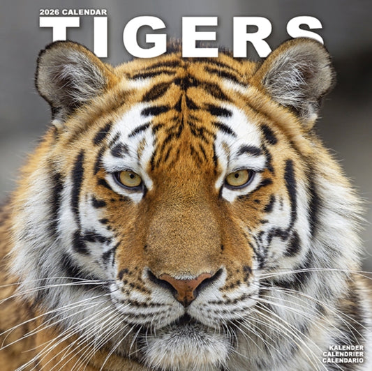 Book cover of: Tigers Calendar 2026  Square Wildlife Safari Big Cats Wall Calendar - 16 Month