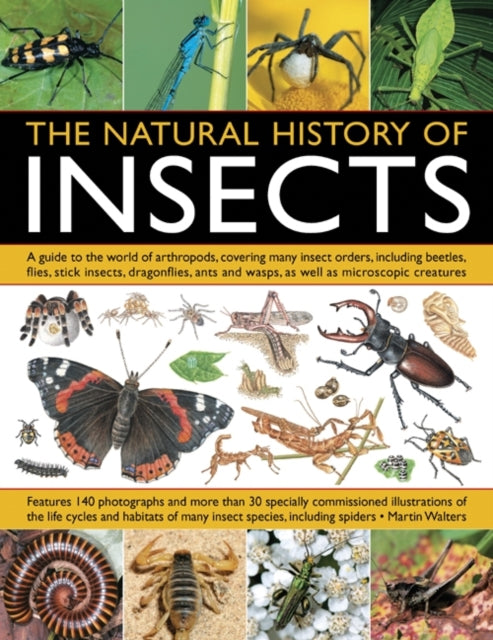 Book cover of: Natural History of Insects. By: Martin Walters