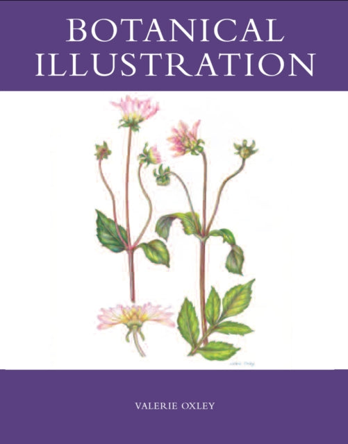 Botaaniline illustratsioon