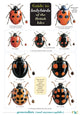 Book cover of: Guide to Ladybirds of the British Isles. By: M.E.N. Majerus, Helen Roy, Peter Brown, Remy Ware