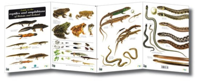 Book cover of: Guide to the Reptiles and Amphibians of Britain and Ireland