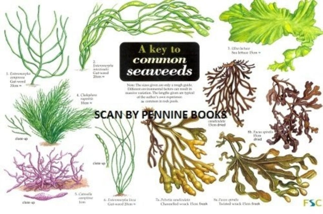 Book cover of: Key to Common Seaweeds