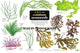 Book cover of: Key to Common Seaweeds