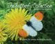 Book cover of: Butterfly Collection. By: Harrington, Richard