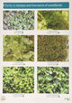Book cover of: Guide to Mosses and Liverworts of Woodlands