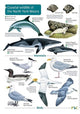 Book cover of: Coastal wildlife of the North York Moors