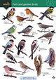 Book cover of: Park and garden birds