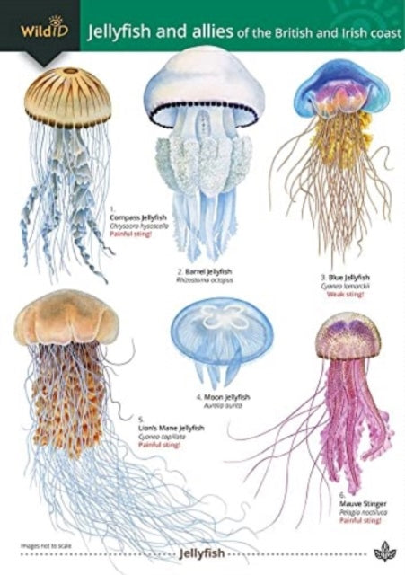 Book cover of: Jellyfish and allies of the British and Irish Coast