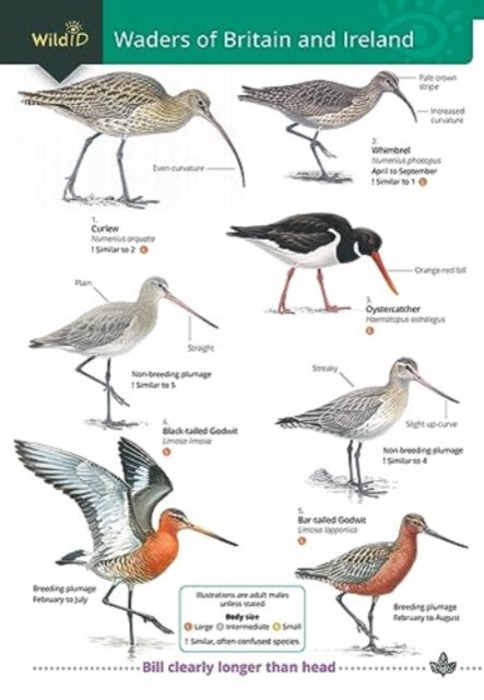 Book cover of: Wader of Britain and Ireland