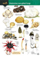 Book cover of: Distinctive non-gilled fungi