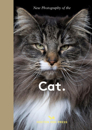 New Photography of the Cat., The best new photography of cats.