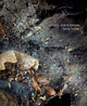 Book cover of: Passing Through