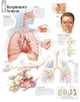 Book cover of: Respiratory System Laminated Poster. By: Scientific Publishing