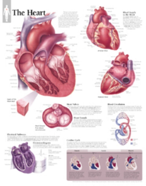 Book cover of: Heart Laminated Poster. By: Scientific Publishing