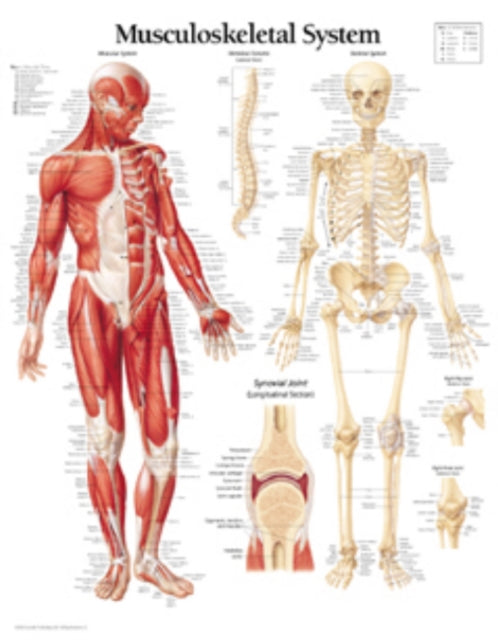 Book cover of: Musculoskeletal System Laminated Poster. By: Scientific Publishing
