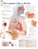 Book cover of: Understanding the Common Cold Paper Poster