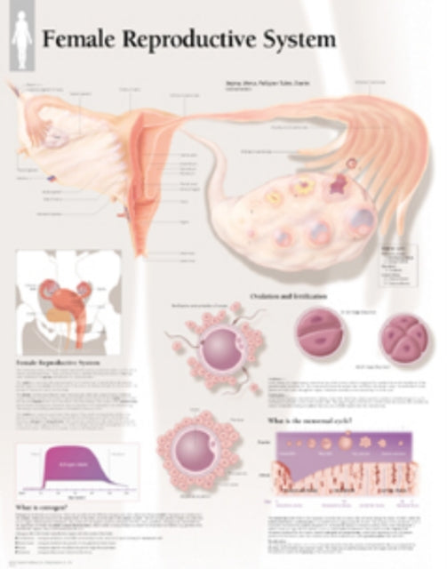 Book cover of: Female Reproductive System Paper Poster. By: Scientific Publishing