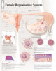 Book cover of: Female Reproductive System Laminated Poster. By: Scientific Publishing