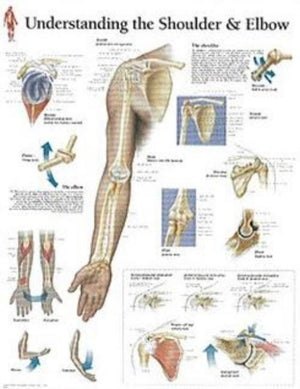 Understanding the Shoulder & Elbow Laminated Poster