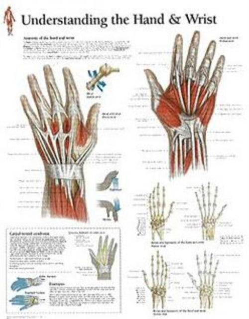 Book cover of: Understanding the Hand & Wrist Paper Poster