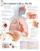 Book cover of: Common Cold vs the Flu Paper Poster. By: Scientific Publishing