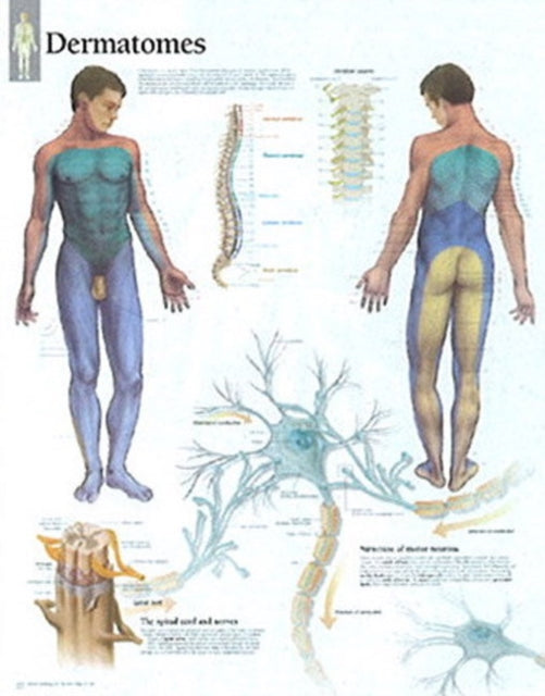 Book cover of: Dermatones Paper Poster. By: Scientific Publishing