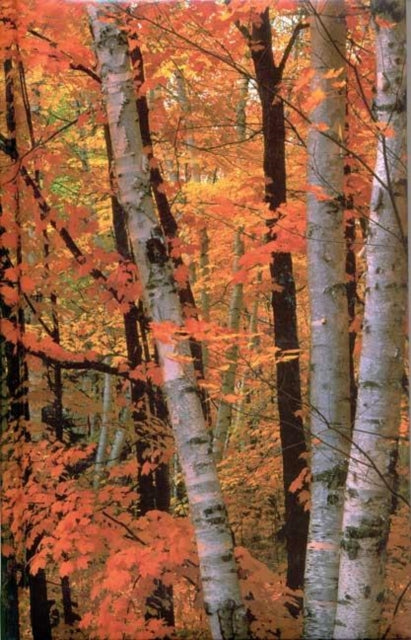 Book cover of: Fall Birches Blank Journal. By: Stillman