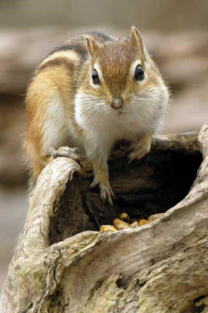 Book cover of: Chipmunk Blank Journal