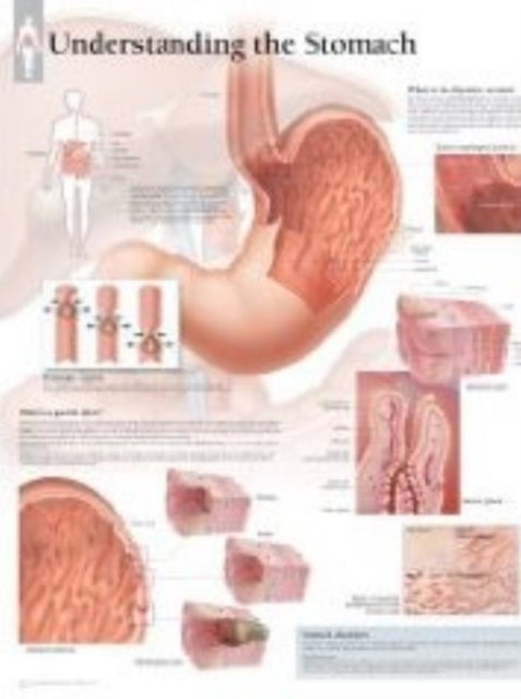 Book cover of: Understanding the Stomach Paper Poster. By: Scientific Publishing
