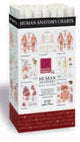 Book cover of: Human Anatomy Charts -- 48 Chart Merchandiser. By: Scientific Publishing