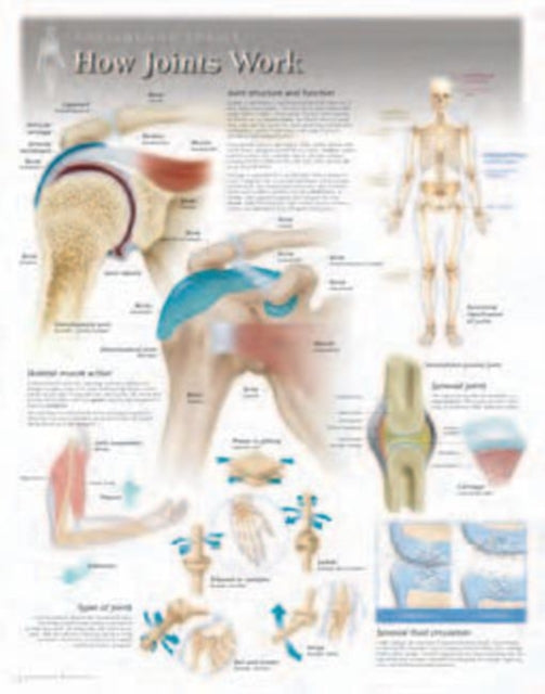 Book cover of: How Joints Work Laminated Poster