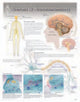 Book cover of: Neurons & Neurotransmitters Laminated Poster
