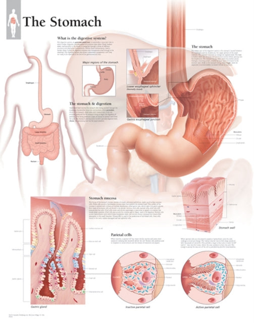 Book cover of: Stomach Paper Poster