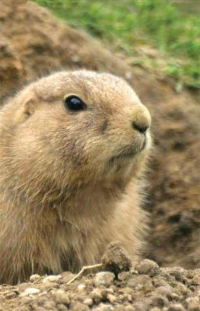 Book cover of: Prairie Dog Blank Journal