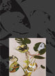 Book cover of: Kandis Williams: A Surface. By: Kandis Williams