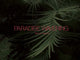 Book cover of: Paradise Wavering. By: Alice Hargrave