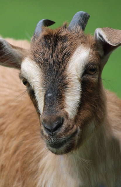 Book cover of: Goat Blank Journal. By: Nodin Press Staff