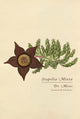 Book cover of: Stapelia Mixta. By: Erik Butler
